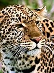 pic for Amur Leopard
